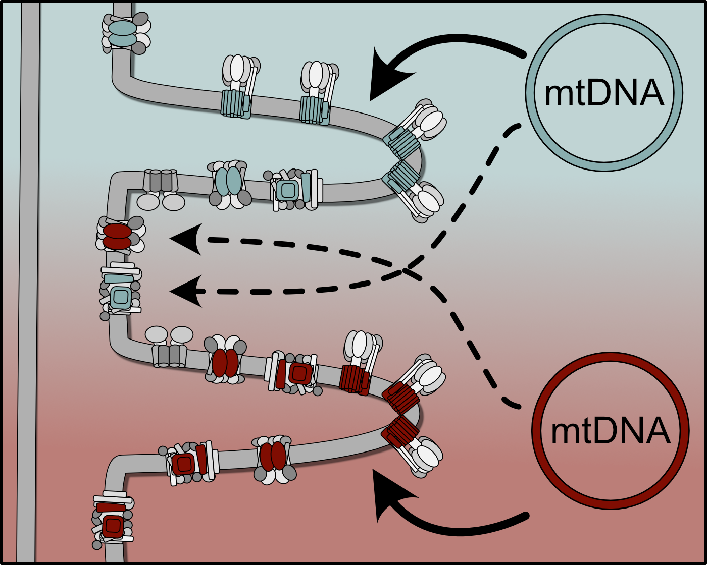 Image showing a schematic of the sphere of influence model of mtDNA quality control. Osman Lab.